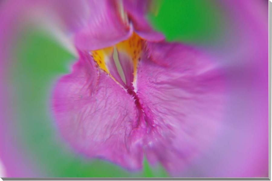 【蘭 （ラン）】 独特の花の形が珍しく、美しく、ほとんどが観賞用として栽培されています。 花言葉は種類や花色によって違いますが、全般的には「美しい淑女」です。 ■サイズ：45.5×27.3×厚さ2cm （M8） 　　　　　　サイズ変更できま...