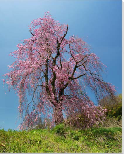 風景写真タペストリー 福島 伊達 枝垂れ桜 TAP-11 しだれさくら ボタニカル インテリア アート 写真 壁飾り 壁掛け 模様替え 雰囲気作り 風水 旅の思い出 リビング ダイニング 応接室 オフィス 玄関