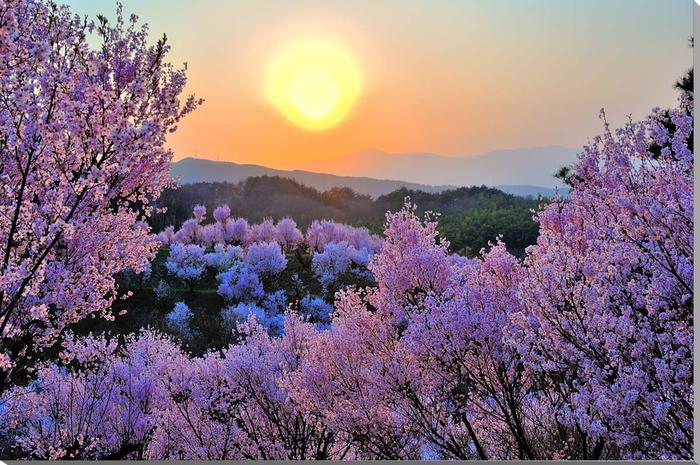 福島平田/花木畑の夕日　桜 風景写真パネル 80.3×53cm FUK-75-M25 壁掛け 壁飾り 玄関 卓上 癒やしのさくらの四季の花のインテリアアートをおすすめ ギフト 贈り物 アートフォト フラワープレゼントにお薦め 【楽ギフ_包装】