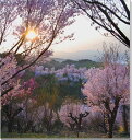 風景写真パネル 福島 平田 花木畑の夕日 桜 側面画像あり ボタニカル ウォールデコ アートパネル グラフィックアート インテリア 壁飾り 壁掛け 額要らず 模...