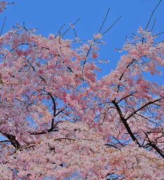 風景写真パネル 茨城 土浦 真鍋小学校 桜 さくら 春 お花見 アートパネル インテリア グラフィック ウォールデコ ディスプレイ ボタニカル パネル 写真 プレゼント ギフト 贈答品 返礼 お祝い 結婚 新築 引っ越し 出産 誕生日 入学 卒業 成人式 就職 年祝い 記念日 HN-30-M10