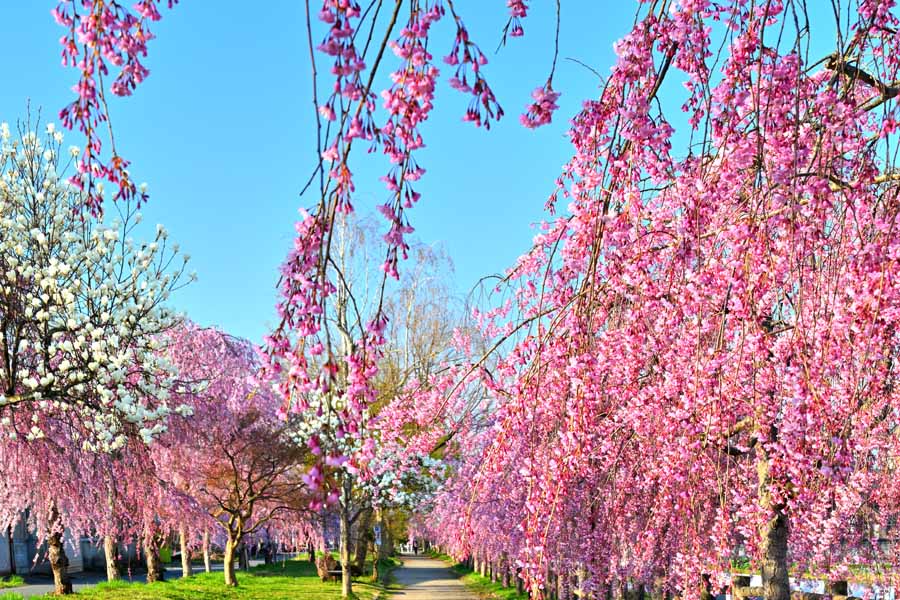 風景写真ポスター 福島 日中線 桜 04 ボタニカル グラフィック アート ウォールデコ 癒やし オシャレ モダン PSHANA-18