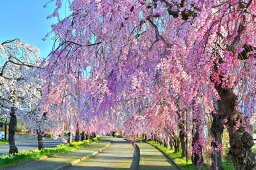 風景写真ポスター 福島 日中線 桜 06 ボタニカル グラフィック アート ウォールデコ 癒やし オシャレ モダン PSHANA-19