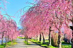 風景写真ポスター 福島 日中線 桜 07 プレゼント ギフト お祝い 結婚 新築 誕生日 記念日 年祝い PSHANA-20