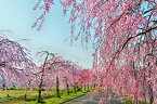 風景写真ポスター 福島 日中線 桜 09 インテリア 壁掛け 壁飾り 模様替え 雰囲気作り リビング ダイニング オフィス 玄関 PSHANA-21