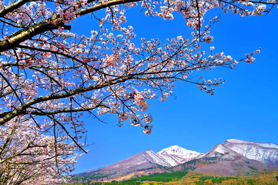 風景写真パネル 福島 猪苗代 川桁地区の桜 19 ボタニカル パネル 写真 さくら 春 景色 グラフィック アート インテリア ウォールデコ 癒やし オシャレ ...