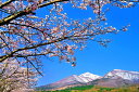 ◆風景写真パネル 福島 猪苗代 川桁地区の桜 19◆ 猪苗代町の川桁地区にもいくつか桜の見どころがあります。 こちらは川桁地区を流れる長瀬川沿いの桜です。 ◆桜の花言葉 種類によって違いますが、全般的には「優れた美人」「純潔」「精神美」 ◆サイズ：91×60.6×2.8cm (M30) ◆重 さ：約1.5kg　壁に負担がかかりません ◆風景写真パネルの説明 丈夫で耐久性に優れ、表面が滑らかな光沢ある高級写真用紙を使っていますので、風景が綺麗に仕上がります。 見た目が鏡面仕上で高級感があります。 表面に触れないでください。気を使った扱いが必要です。 ◆写真パネルの発送は ご注文から、2〜3営業日以内に発送。 特注サイズは、10営業日以内に発送致します。◆風景写真パネル 福島 猪苗代 川桁地区の桜 19◆ ◆風水では絵画より、写真を飾る方が効果が高いと言われます。 ◆絵画と異なりリーズナブルな料金で飾ることができ、その景色を臨場感たっぷり感じていただくことができます。 【飾り方と用途】オフィスのアクセント、リビングや玄関のインテリアとして、癒やしの空間、お部屋の雰囲気作りに、また旅の思い出として飾ってください。 おしゃれなインテリアアートとして、お祝い、ギフトにお薦めです。新築や引っ越しのお祝い、入学や卒業のお祝い、成人式やご結婚、お誕生日のプレゼント、クリスマスプレゼントなど、各種ギフト用品として幅広くお使いください。きっと喜んでいただけることでしょう。 パソコンのモニターの色と、実際の商品の色が多少異なることがあります。