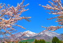 風景写真パネル 福島 猪苗代 川桁地区の桜 16 側面画像あり ボタニカル パネル 写真 さくら 春 景色 グラフィック アート インテリア ウォールデコ 癒やし オシャレ モダン プレゼント ギフト お祝い FUK-KKNGSR-16-M25skm
