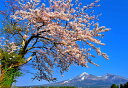 風景写真パネル 福島 猪苗代町 八幡地区の桜と磐梯山 側面画像あり インテリア 壁掛け 壁飾り 模様替え 雰囲気作り リビング ダイニング オフィス 玄関 FUK-BDSS-04-M30skm(3)