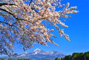 風景写真パネル 福島 猪苗代町 川桁地区の桜 06 インテリア パネル 写真 さくら 春 景色 壁掛け 壁飾り 模様替え 雰囲気作り リビング ダイニング オフ...