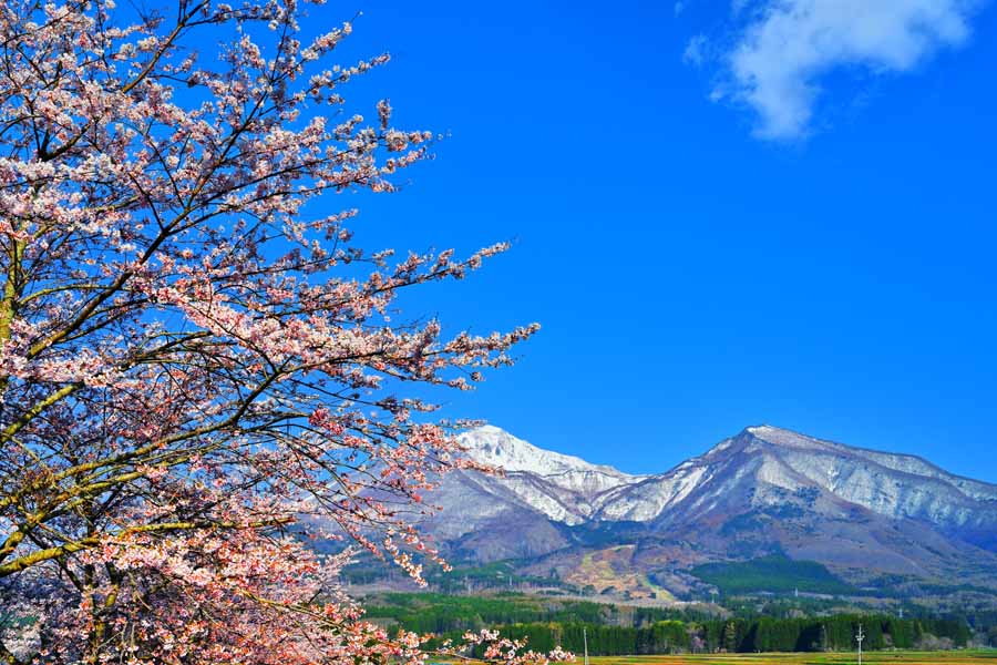 風景写真パネル 福島 猪苗代 川桁地区の桜 01 側面画像あり インテリア 写真 パネル さくら 春 景色 プレゼント ギフト お祝い 結婚 新築 誕生日 記念日 年祝い FUK-KKNGSR-01-M25skm