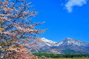 風景写真パネル 福島 猪苗代 川桁地区の桜 01 側面画像あり インテリア 写真 パネル さくら 春 景色 プレゼント ギフト お祝い 結婚 新築 誕生日 記念...