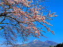 風景写真パネル 福島 猪苗代町 川桁 桜 01 側面画像あり インテリア パネル 写真 さくら 春 景色 プレゼント ギフト お祝い 結婚 新築 誕生日 記念日...