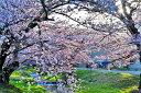 風景写真パネル 福島 猪苗代町 川桁 観音寺川 桜と朝日 29 インテリア パネル 写真 さくら 川 春 壁掛け 壁飾り 模様替え 雰囲気作り 風水 リビング ...