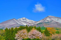 風景写真パネル 福島 磐梯山と2本の桜 01 側面画像あり インテリア アートパネル パネル ディスプレイ ウォールデコ 写真 壁掛け 壁飾り 模様替え 雰囲気作り 癒やし オシャレ リビング ダイニング オフィス 玄関 FUK-BDSS-01-M30skm