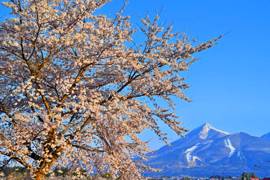 風景写真パネル 福島 猪苗代 川桁 朝日の桜と磐梯山 04 インテリア パネル 写真 さくら 山 春 ボタニカル プレゼント ギフト お祝い 結婚 新築 誕生日 記念日 年祝い FUK-KKS-04-M25