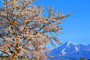 風景写真パネル 福島 猪苗代 川桁 朝日の桜と磐梯山 04 インテリア パネル 写真 さくら 山 春 ボタニカル プレゼント ギフト お祝い 結婚 新築 誕生日 記念日 年祝い FUK-KKS-04-M25