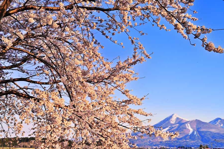 風景写真パネル 福島 猪苗代 川桁 朝日の桜と磐梯山 01 インテリア 写真 パネル さくら 山 春 壁掛け 壁飾り 模様替え 雰囲気作り 風水 リビング ダイ...
