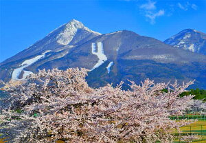 風景写真パネル 福島 猪苗代町運動公園の桜と磐梯山 09 ボタニカル グラフィック アート インテリア ウォールデコ 癒やし オシャレ モダン FUK-INSP-09-M25