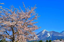 風景写真ポスター 福島 猪苗代町運動公園の桜と磐梯山 08 インテリア 壁掛け 壁飾り 模様替え 雰囲気作り リビング ダイニング オフィス 玄関 PSHANA-50