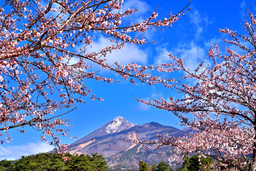 風景写真ポスター 福島 猪苗代町運動公園の桜と磐梯山 05 