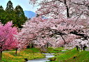 風景写真パネル 福島 猪苗代町 川桁 観音寺川 桜と朝日 24 インテリア 写真 パネル プレゼント ギフト お祝い 結婚 新築 誕生日 記念日 年祝い FUK...
