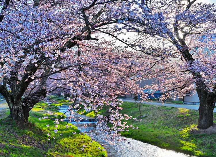 風景写真パネル 福島 猪苗代町 川桁 観音寺川 桜と朝日 23 側面画像あり インテリア パネル 写真 さくら 春 景色 壁掛け 壁飾り 模様替え 雰囲気作り ...