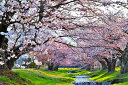 風景写真パネル 福島 猪苗代町 川桁 観音寺川 桜 31 インテリア パネル 写真 さくら 春 景色 壁掛け 壁飾り 模様替え 雰囲気作り リビング ダイニング...