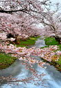 福島 猪苗代町 川桁 観音寺川の桜 07 4切W 風景写真 癒し オシャレ ボタニカル 春 お花見 4W-hana-08