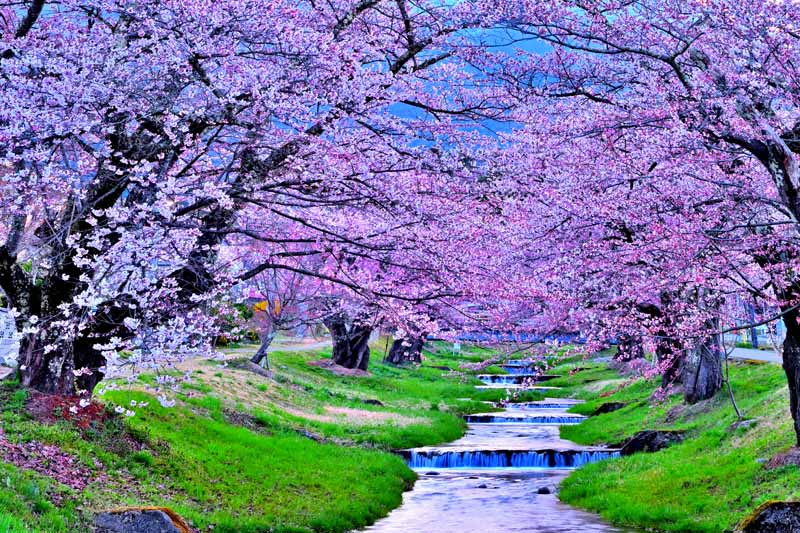 風景写真ポスター 福島 猪苗代町 川桁 観音寺川の桜 02 インテリア 壁掛け 壁飾り 模様替え 雰囲気作り リビング ダイニング オフィス 玄関 PSHANA-34