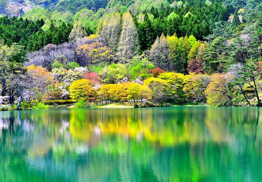 風景写真パネル 福島 ハートレイク 半田沼 側面画像あり インテリア パネル 写真 景色 自然 春 桜 プレゼント ギフト お祝い 結婚 新築 誕生日 入学 卒...