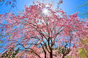 風景写真パネル 福島 半田沼の太陽としだれ桜 12 プレゼント ギフト お祝い 結婚 新築 誕生日 記念日 年祝い FUK-HNDS-12-M25