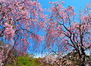 風景写真ポスター 福島 半田沼のしだれ桜 04 インテリア 壁掛け 壁飾り 模様替え 雰囲気作り リビング ダイニング オフィス 玄関 PSHANA-28(3)