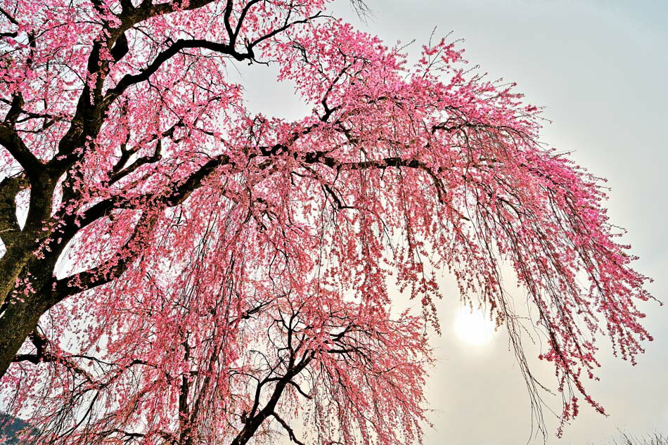 風景写真パネル 福島 猪苗代町 白津 (しろつ) しだれ桜と太陽 側面画像あり 花 ボタニカル インテリア 写真 パネル 壁掛け 壁飾り 模様替え 雰囲気作り ...