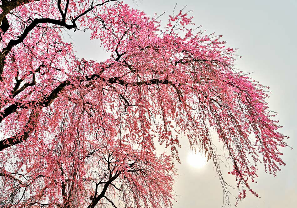 風景写真パネル 福島 猪苗代町 白津 (しろつ) しだれ桜と太陽 側面画像あり 花 ボタニカル インテリア 写真 パネル 壁掛け 壁飾り 模様替え 雰囲気作り ...