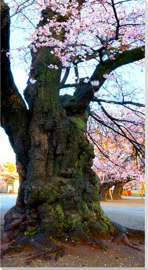 風景写真パネル 茨城 土浦 真鍋小学校 桜 ボタニカル インテリア アートパネル グラフィック 写真 パネル 壁飾り 壁掛け 額要らず 模様替え 雰囲気作り 風...