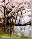 風景写真パネル 福島 青木沼 しだれ桜 枝垂れ桜 ボタニカル 花 春 景色 写真 アートパネル インテリア パネル ウォールデコ グラフィックアート ギフト プレゼント お祝い 結婚 新居 引っ越し 誕生日 入学 卒業 成人 記念日 FUK-60-F12