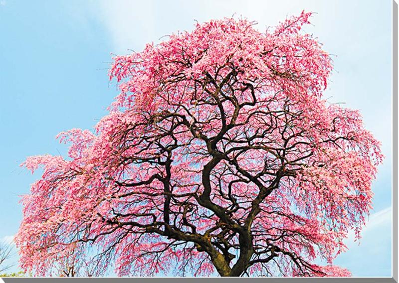 ◆平田の桜 福島市および近郊には、有名な花見山をはじめとして、花木栽培に力を入れている所が多くあります。 平田もその中のひとつで、春を満喫できます ◆桜の花言葉 全般的には「精神美」「優美な女性」「純潔」 ◆耐光性で耐久性に優れ、表面が滑らかな光沢のある、厚手高級写真用紙を使用しています。 ◆サイズ A：84.1×59.4cm　　　 A2：59.4×42.0cm◆風景写真ポスター 福島市 平田の桜 02◆ 絵画と異なり、リーズナブルな料金でスペースを飾ることができ、素晴らしい風景を臨場感たっぷりに味わうことができます。 【飾り方とご利用の用途】 お好みの額に入れたり、ボードに貼り付けたりして、オフィスのアクセント、リビングや玄関のインテリアとして、癒やしの空間、お部屋の雰囲気作りに、旅の思い出に飾ってください。 おしゃれなインテリアアートとして、お祝い、ギフトにもお薦めです。 新築や引っ越しのお祝い、入学や卒業のお祝い、成人式やご結婚、お誕生日のプレゼント、クリスマスプレゼントなど、各種ギフト用品として幅広くお使いください。きっと喜んでいただけることでしょう。 パソコンのモニターの色と、実際の商品の色が多少異なることがあります。