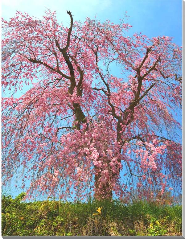 風景写真パネル 福島 青木沼 しだれ桜 枝垂れ桜 ボタニカル 癒やし 和み 花 春 景色 写真 インテリア アートパネル パネル ウォールデコ グラフィックアート 壁飾り 壁掛け 額要らず 模様替え 雰囲気作り 風水 旅の思い出 リビング オフィス 玄関 FUK-59-P15