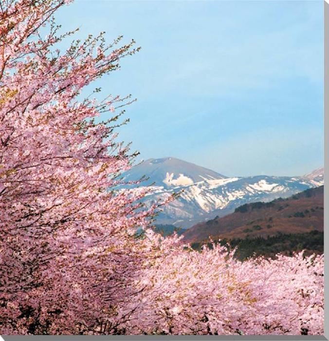 【吾妻の雪ウサギ】 早春のころになると吾妻山（吾妻小富士）の山肌に残る雪がウサギのような形に見えるようになってきます。この残雪は「雪ウサギ」と呼ばれ、春の訪れを知らせる風物詩となっています。 【桜】 日本の国花ですので、季節を問わずにプレゼ...