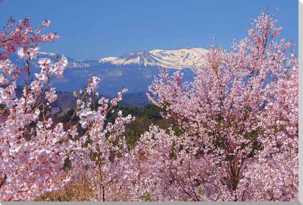 風景写真パネル 福島 平田 花木畑 1 ボタニカル 写真 春 桜 さくら 景色 パネル インテリア 壁飾り 壁掛け 額要らず 模様替え 雰囲気作り 風水 リフォーム 新築 リビング オフィス 玄関 ロビー HN-101-A1