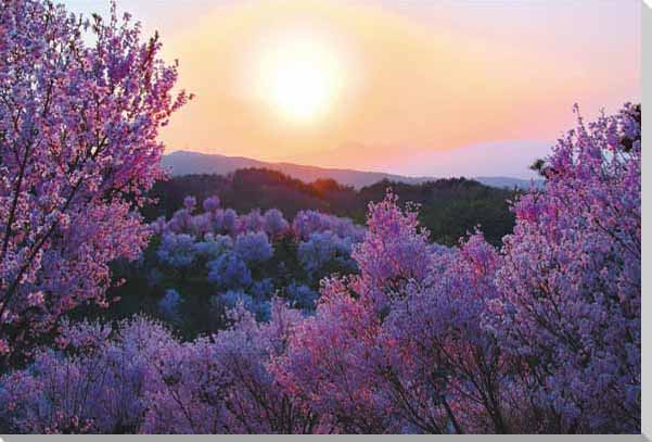 楽天写真パネルのあぁとすぺーすつくば風景写真パネル 福島 平田 花木畑 2 夕日 ボタニカル ウォールデコ アートパネル グラフィックアート インテリア パネル 写真 壁飾り 壁掛け 額要らず 模様替え 雰囲気作り リフォーム 新築 ギフト プレゼント お祝い 結婚 誕生日 記念日 風水 思い出 HN-100-B2