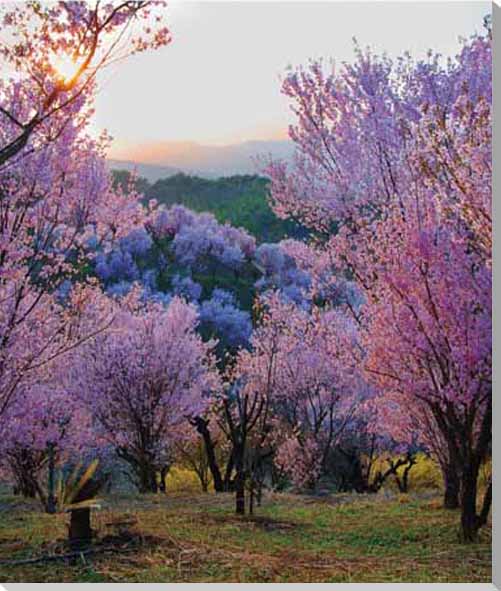 【平田】 福島市の桜の名所のひとつ。美しい里山です。 枝垂れ桜や、天然記念物に指定されている桜などが見られます。 【桜】 言うまでもなく日本の国花ですから、プレゼントやお祝いなどに季節を問わずお使いいただけます。 花言葉は種類によって違いがありますが、全般的には「精神美」「優美な女性」「純潔」です。 ◆サイズ：45.5×33.3×厚さ2.4cm　 (P8) ◆重　さ：約550g 壁に負担がかかりません ◆取り付け金具付き ◆風景写真パネルの説明 丈夫で耐久性に優れ、表面が滑らかな光沢ある高級写真用紙を使っていますので、風景が綺麗に仕上がります。 見た目が鏡面仕上で高級感があります。 表面に触れないでください。気を使った扱いが必要です。 ◆写真パネルの発送は ご注文から、2〜3営業日以内に発送。 特注サイズは、10営業日以内に発送致します。風景写真パネル 福島 平田 花木畑 3 夕日 ◆風水では絵画より、写真を飾る方が効果が高いと言われます。 ◆絵画と異なり、リーズナブルな料金でスペースを飾ることができ、その景色を臨場感たっぷりに感じることができます。 【飾り方と用途】 写真の大きさに比較して軽く仕上がりますので、壁に負担がかからず、付属の押しピン2ヶで簡単に、スマートに飾れます。 裏面の丁寧な始末で、金属の露出を無くし壁にキズやサビの付着が無いようにしてあります。 オフィスのアクセント、リビングや玄関のインテリア、癒やしの空間、お部屋の雰囲気作りに、また旅の思い出として飾ってください。 額装して壁掛けインテリアにもおすすめです。 おしゃれなインテリアアートとして、お祝い、ギフトにもお薦めです。 新築や引っ越しのお祝い、入学や卒業のお祝い、成人式やご結婚、お誕生日のプレゼント、クリスマスプレゼントなど、各種ギフト用品として幅広くお使いください。きっと喜んでいただけることでしょう。 パソコンのモニターの色と、実際の商品の色が多少異なることがあります。　　　