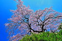 風景写真パネル 福島 平田 しだれ桜 07 花木畑 桜 春 ボタニカル アートパネル インテリア ウォールデコ ディスプレイ パネル 写真 ギフト プレゼント ...