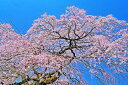 風景写真パネル 福島 平田 しだれ桜 06 花木畑 桜 春 ボタニカル アートパネル インテリア ウォールデコ ディスプレイ パネル 写真 ギフト プレゼント ...