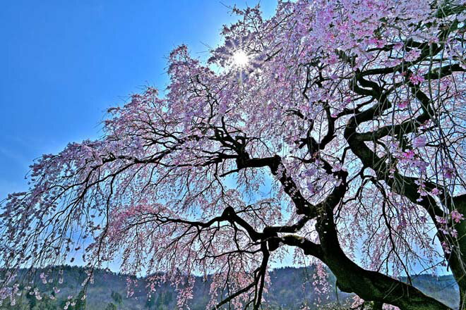 楽天写真パネルのあぁとすぺーすつくば風景写真パネル 福島 平田 しだれ桜 05 花木畑 桜 側面画像あり 春 ボタニカル アートパネル インテリア ウォールデコ ディスプレイ パネル 写真 ギフト プレゼント お祝い 結婚 誕生日 記念日 母の日 父の日 旅の思い出 FUK-174-M30skm