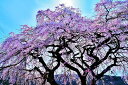 風景写真パネル 福島 平田 しだれ桜 03 花木畑 桜 春 枝垂れ桜 ボタニカル アートパネル インテリア ウォールデコ ディスプレイ パネル 写真 ギフト プ...