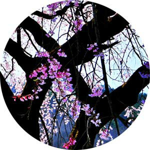 風景写真パネル 福島 平田 しだれ桜 03 花木畑 桜 春 枝垂れ桜 ボタニカル アートパネル インテリア ウォールデコ ディスプレイ パネル 写真 ギフト プレゼント お祝い 結婚 誕生日 記念日 母の日 父の日 旅の思い出 FUK-171-M25