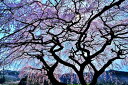 風景写真パネル 福島 平田 しだれ桜 01 花木畑 桜 春 ボタニカル アートパネル インテリア ウォールデコ ディスプレイ パネル 写真 ギフト プレゼント ...