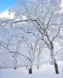 風景写真ポスター 福島 箕輪山の霧氷 72 インテリア ウォールデコ グラフィック 壁飾り 壁掛け 模様替え 雰囲気作り pmnw-72